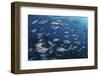 A School of Big-Eye Jacks Above a Coral Reef-Stocktrek Images-Framed Photographic Print