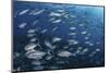 A School of Big-Eye Jacks Above a Coral Reef-Stocktrek Images-Mounted Photographic Print