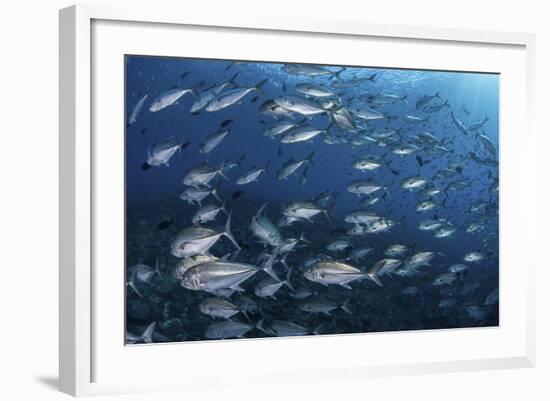 A School of Big-Eye Jacks Above a Coral Reef-Stocktrek Images-Framed Photographic Print