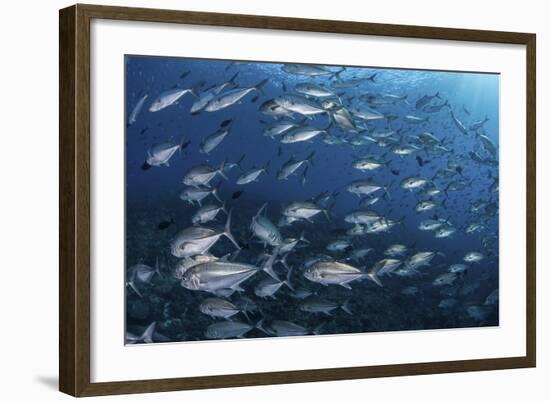 A School of Big-Eye Jacks Above a Coral Reef-Stocktrek Images-Framed Photographic Print