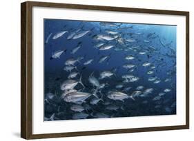 A School of Big-Eye Jacks Above a Coral Reef-Stocktrek Images-Framed Photographic Print