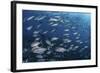 A School of Big-Eye Jacks Above a Coral Reef-Stocktrek Images-Framed Photographic Print
