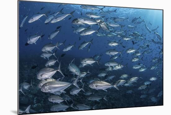 A School of Big-Eye Jacks Above a Coral Reef-Stocktrek Images-Mounted Photographic Print