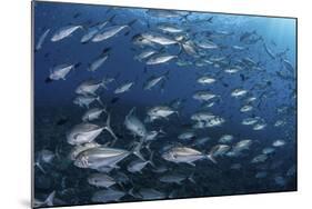 A School of Big-Eye Jacks Above a Coral Reef-Stocktrek Images-Mounted Photographic Print