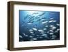 A School of Big-Eye Jacks Above a Coral Reef-Stocktrek Images-Framed Photographic Print