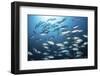 A School of Big-Eye Jacks Above a Coral Reef-Stocktrek Images-Framed Photographic Print