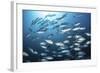 A School of Big-Eye Jacks Above a Coral Reef-Stocktrek Images-Framed Photographic Print