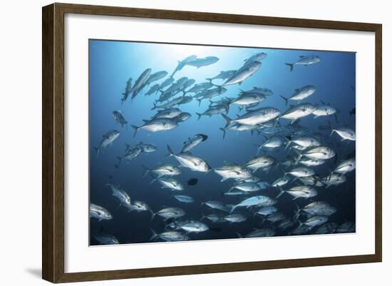 A School of Big-Eye Jacks Above a Coral Reef-Stocktrek Images-Framed Photographic Print