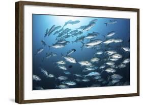 A School of Big-Eye Jacks Above a Coral Reef-Stocktrek Images-Framed Photographic Print