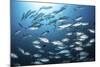 A School of Big-Eye Jacks Above a Coral Reef-Stocktrek Images-Mounted Photographic Print