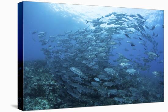 A School of Bigeye Jacks Swimming over a Reef in the Solomon Islands-Stocktrek Images-Stretched Canvas