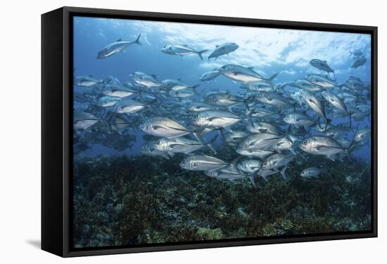 A School of Bigeye Jacks Swimming over a Reef in the Solomon Islands-Stocktrek Images-Framed Stretched Canvas