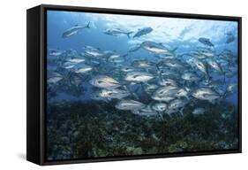 A School of Bigeye Jacks Swimming over a Reef in the Solomon Islands-Stocktrek Images-Framed Stretched Canvas