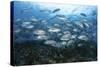 A School of Bigeye Jacks Swimming over a Reef in the Solomon Islands-Stocktrek Images-Stretched Canvas