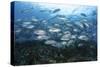 A School of Bigeye Jacks Swimming over a Reef in the Solomon Islands-Stocktrek Images-Stretched Canvas