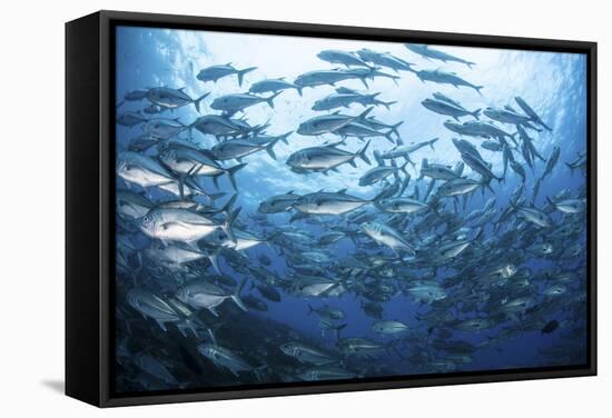 A School of Bigeye Jacks Swimming over a Reef in the Solomon Islands-Stocktrek Images-Framed Stretched Canvas