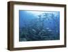 A School of Bigeye Jacks Swimming over a Reef in the Solomon Islands-Stocktrek Images-Framed Photographic Print