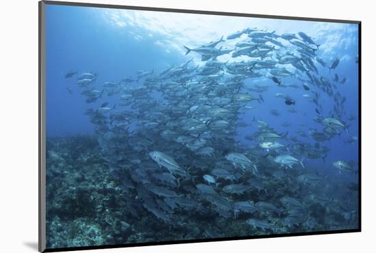 A School of Bigeye Jacks Swimming over a Reef in the Solomon Islands-Stocktrek Images-Mounted Photographic Print