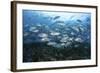 A School of Bigeye Jacks Swimming over a Reef in the Solomon Islands-Stocktrek Images-Framed Photographic Print