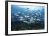 A School of Bigeye Jacks Swimming over a Reef in the Solomon Islands-Stocktrek Images-Framed Photographic Print