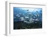 A School of Bigeye Jacks Swimming over a Reef in the Solomon Islands-Stocktrek Images-Framed Photographic Print