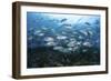 A School of Bigeye Jacks Swimming over a Reef in the Solomon Islands-Stocktrek Images-Framed Photographic Print