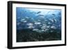 A School of Bigeye Jacks Swimming over a Reef in the Solomon Islands-Stocktrek Images-Framed Photographic Print