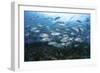 A School of Bigeye Jacks Swimming over a Reef in the Solomon Islands-Stocktrek Images-Framed Photographic Print