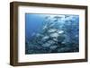 A School of Bigeye Jacks Swimming over a Reef in the Solomon Islands-Stocktrek Images-Framed Photographic Print