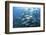 A School of Bigeye Jacks Swimming over a Reef in the Solomon Islands-Stocktrek Images-Framed Photographic Print