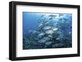 A School of Bigeye Jacks Swimming over a Reef in the Solomon Islands-Stocktrek Images-Framed Photographic Print