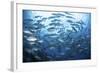 A School of Bigeye Jacks Swimming over a Reef in the Solomon Islands-Stocktrek Images-Framed Photographic Print