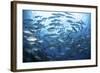 A School of Bigeye Jacks Swimming over a Reef in the Solomon Islands-Stocktrek Images-Framed Photographic Print