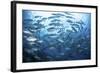 A School of Bigeye Jacks Swimming over a Reef in the Solomon Islands-Stocktrek Images-Framed Photographic Print