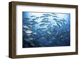 A School of Bigeye Jacks Swimming over a Reef in the Solomon Islands-Stocktrek Images-Framed Photographic Print