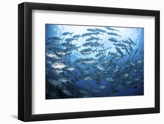 A School of Bigeye Jacks Swimming over a Reef in the Solomon Islands-Stocktrek Images-Framed Photographic Print