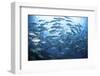 A School of Bigeye Jacks Swimming over a Reef in the Solomon Islands-Stocktrek Images-Framed Photographic Print