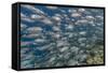 A School of Bigeye Trevally (Caranx Sexfasciatus)-Michael Nolan-Framed Stretched Canvas