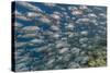 A School of Bigeye Trevally (Caranx Sexfasciatus)-Michael Nolan-Stretched Canvas