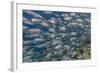 A School of Bigeye Trevally (Caranx Sexfasciatus)-Michael Nolan-Framed Photographic Print