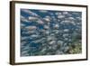 A School of Bigeye Trevally (Caranx Sexfasciatus)-Michael Nolan-Framed Photographic Print