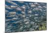 A School of Bigeye Trevally (Caranx Sexfasciatus)-Michael Nolan-Mounted Photographic Print