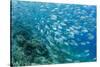 A school of bigeye trevally on Sebayur Island, Flores Sea, Indonesia, Southeast Asia-Michael Nolan-Stretched Canvas