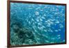 A school of bigeye trevally on Sebayur Island, Flores Sea, Indonesia, Southeast Asia-Michael Nolan-Framed Photographic Print