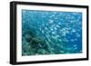 A school of bigeye trevally on Sebayur Island, Flores Sea, Indonesia, Southeast Asia-Michael Nolan-Framed Photographic Print