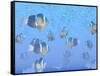 A School of Clownfish Swimming in the Sea-null-Framed Stretched Canvas