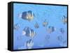 A School of Clownfish Swimming in the Sea-null-Framed Stretched Canvas