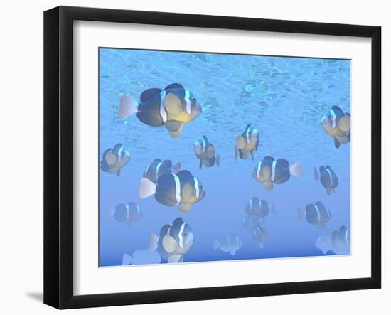 A School of Clownfish Swimming in the Sea-null-Framed Art Print