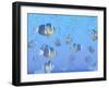 A School of Clownfish Swimming in the Sea-null-Framed Art Print