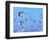 A School of Clownfish Swimming in the Sea-null-Framed Art Print